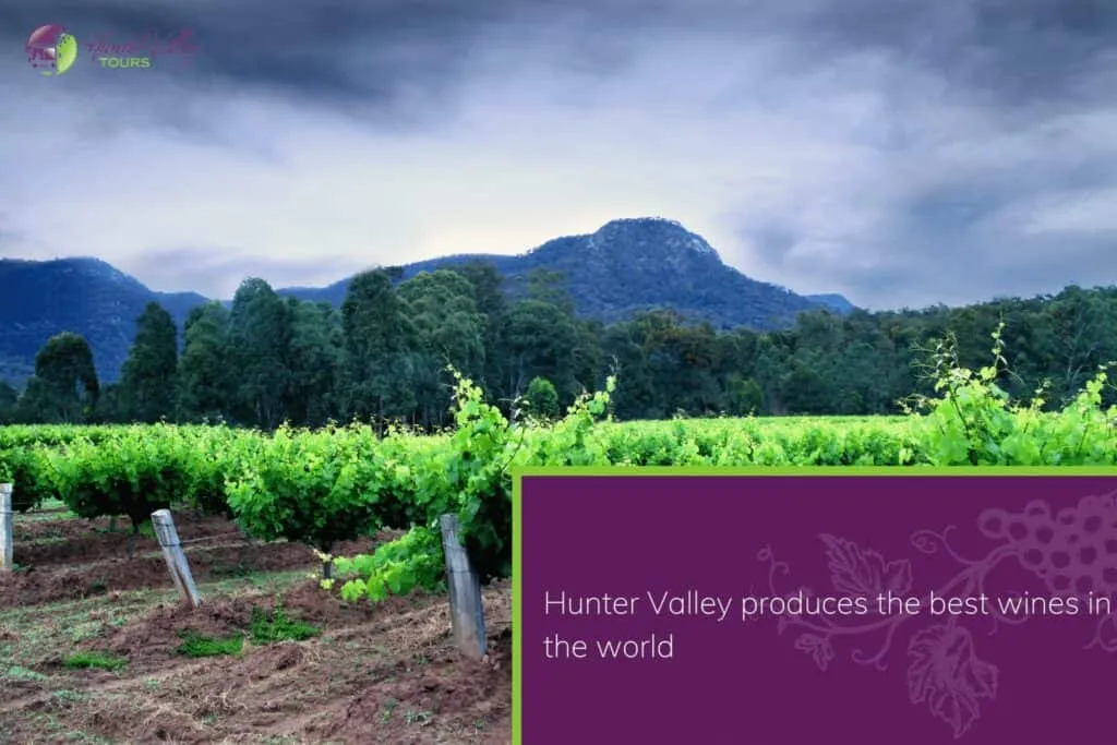vineyards