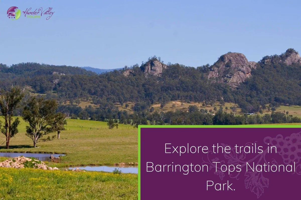 Explore the trails in Barrington Tops National Park.