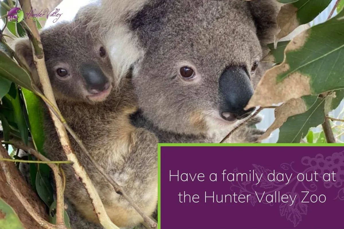 Have a family day out at the Hunter Valley Zoo