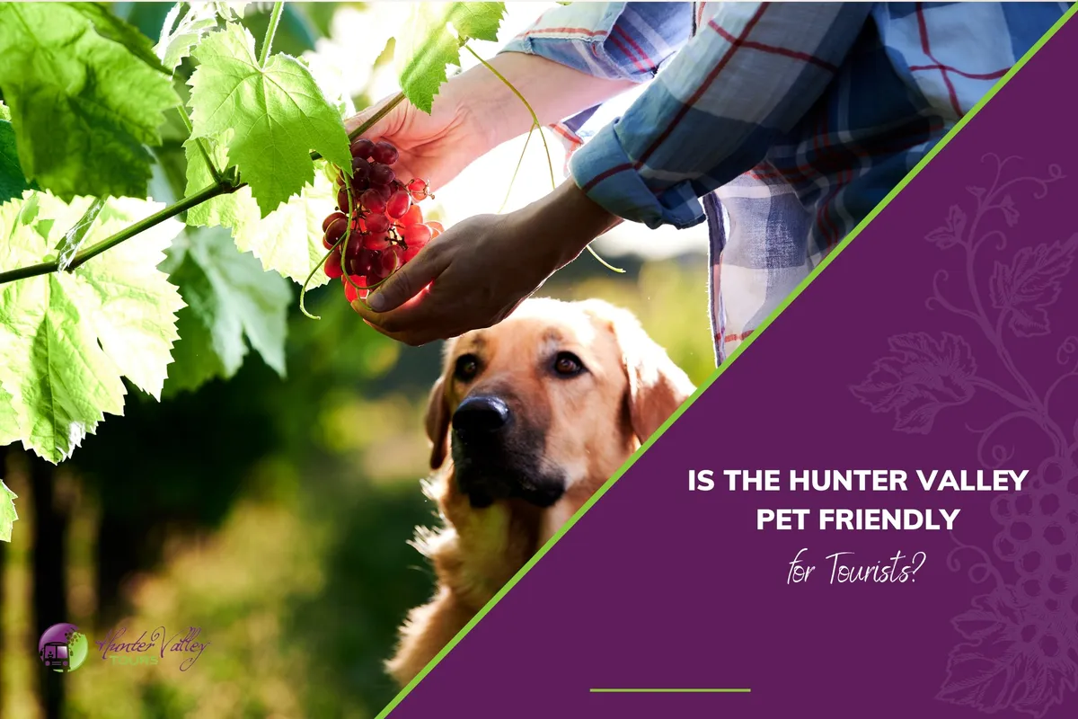 Is the Hunter Valley Pet Friendly for Tourists?