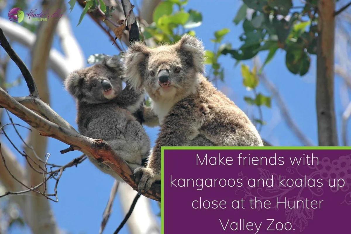 Koalas up close