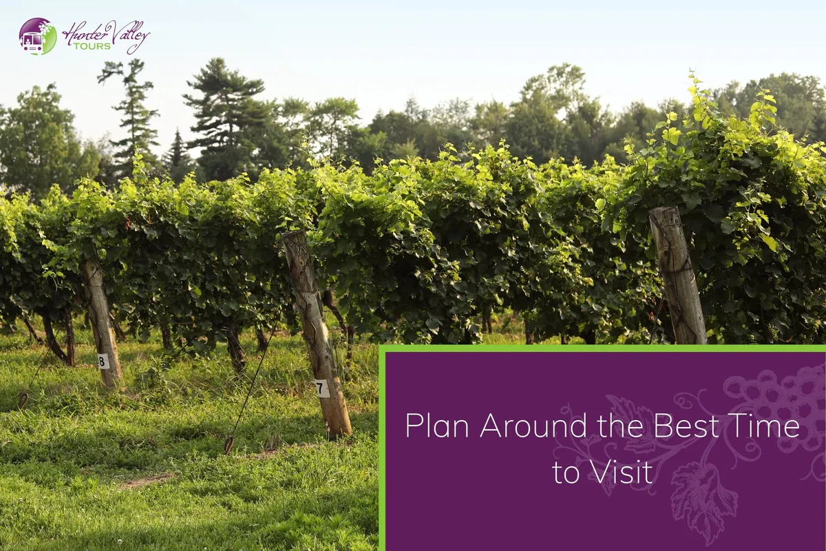 Rows of grapevines with lush green leaves and numbered wooden stakes in a vineyard setting.