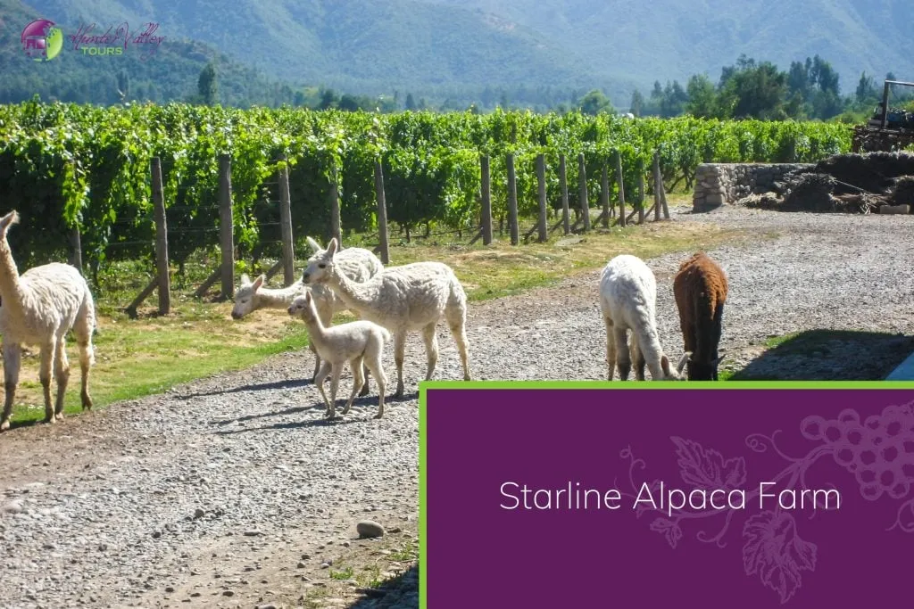 Starline Alpaca Farm
