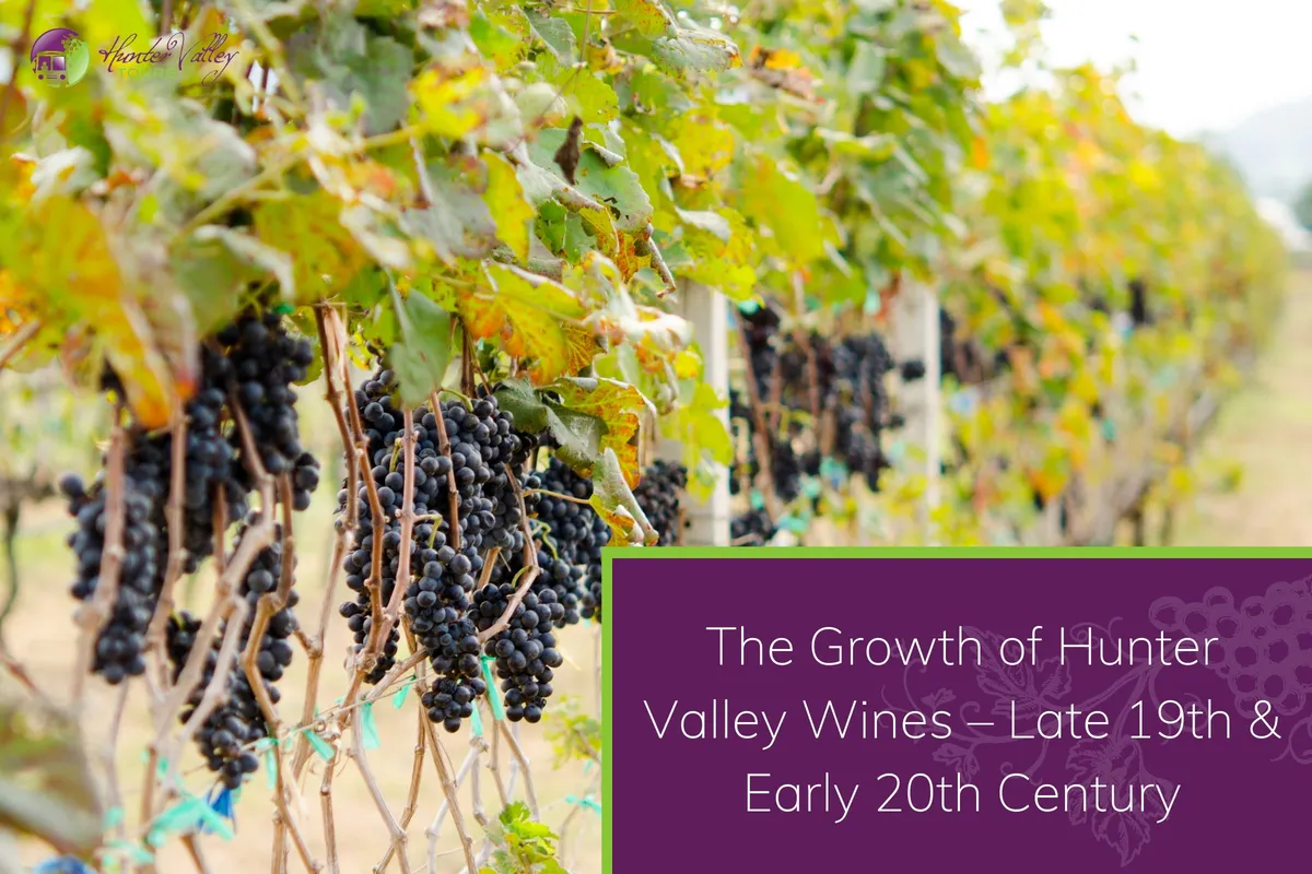 Hunter Valley vineyard with ripe grapes, illustrating the growth of wine production