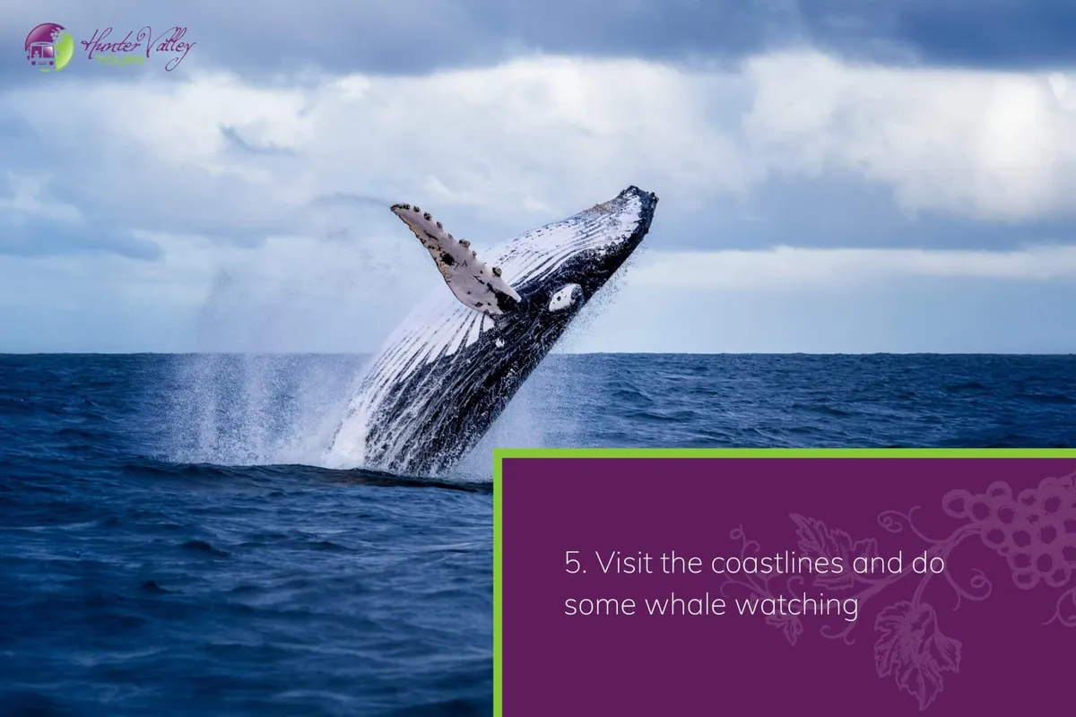 Visit the coastlines and do some whale watching