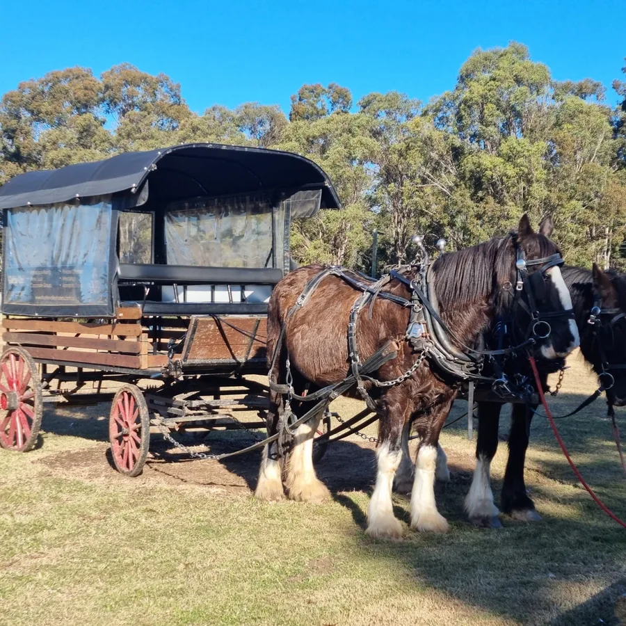 Two shire horses harnessed to a carriage