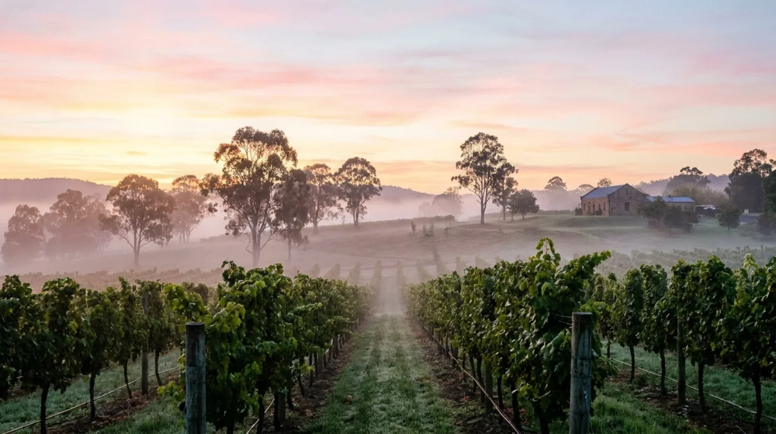 Morning mist lifting off vine rows near Pokolbin at sunrise, gum trees and a stone winery on the hill