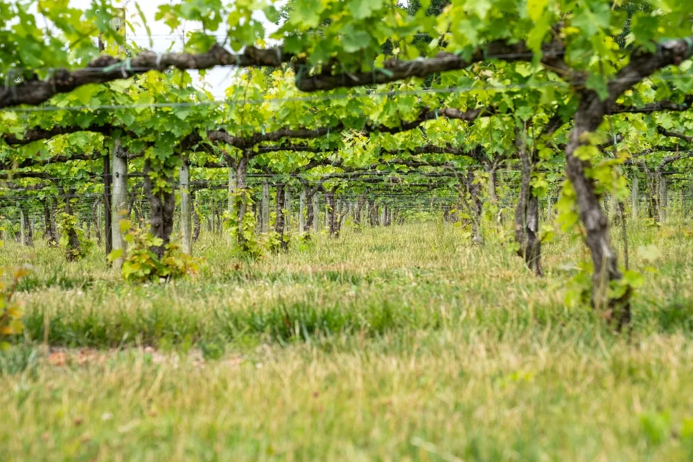 Wine tours from Lovedale