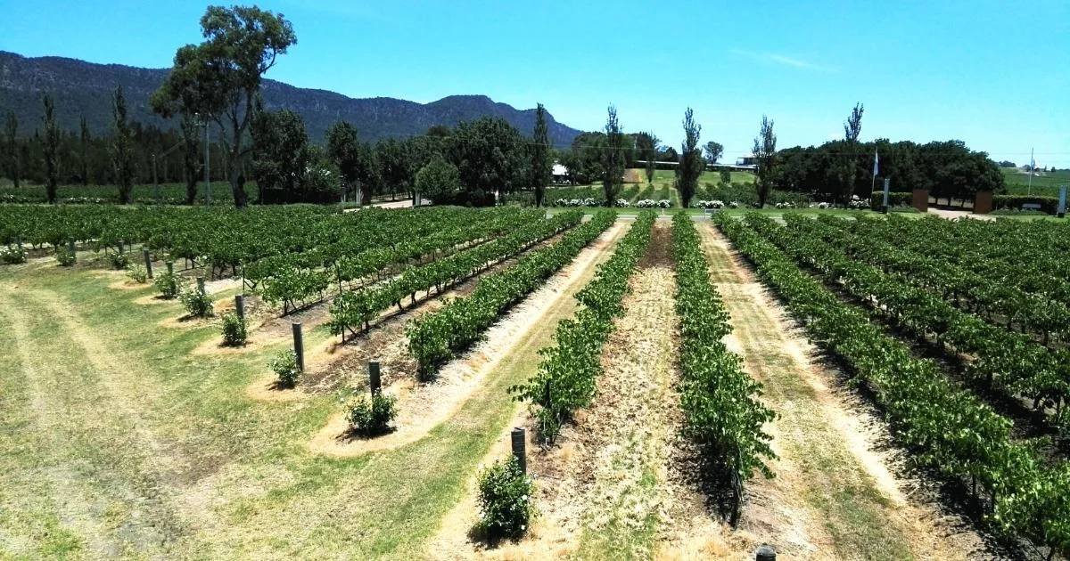 Vineyards at Pokolbin