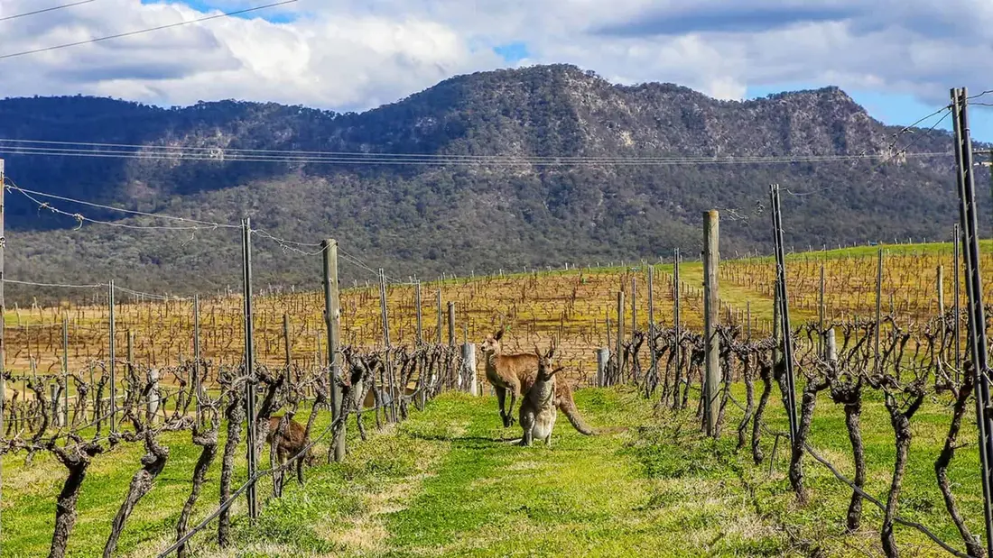 Unwind Hunter Valley Accommodation