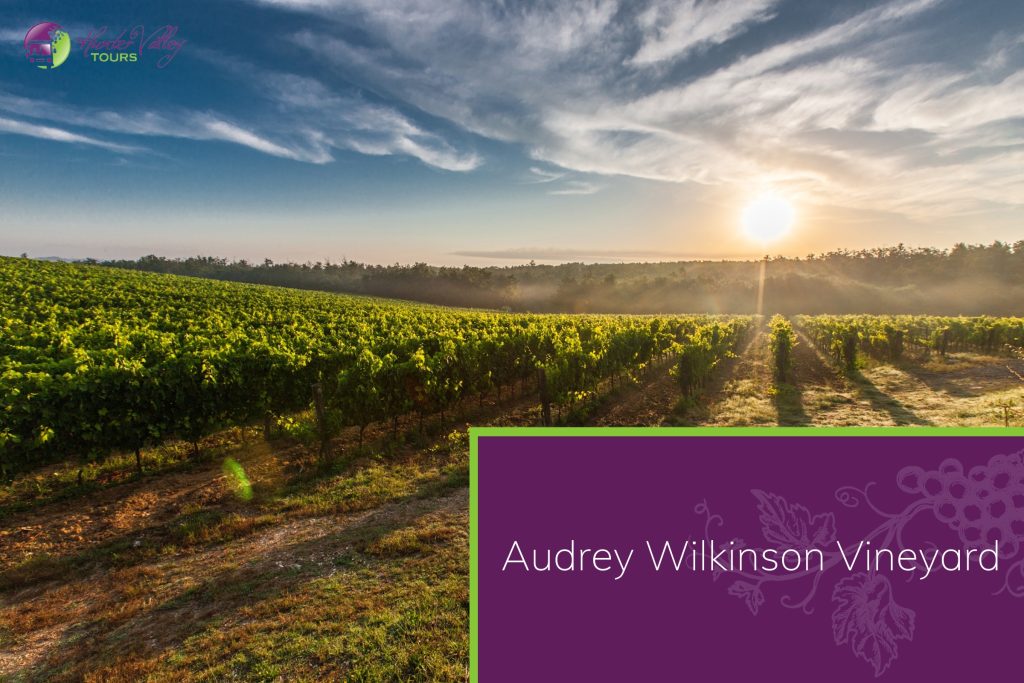 Audrey Wilkinson Vineyard