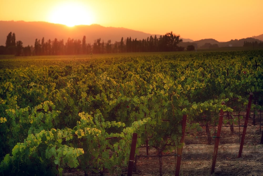 Wine Tours - Pokolbin Wine Tours from Lovedale Staying in Lovedale Let Us Take Care of the Rest