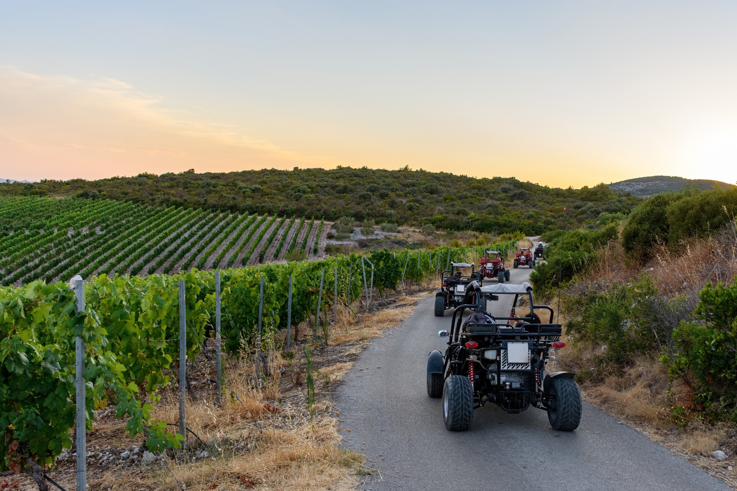 A line of off-road buggies drives down a paved path through a rolling vineyard at sunset