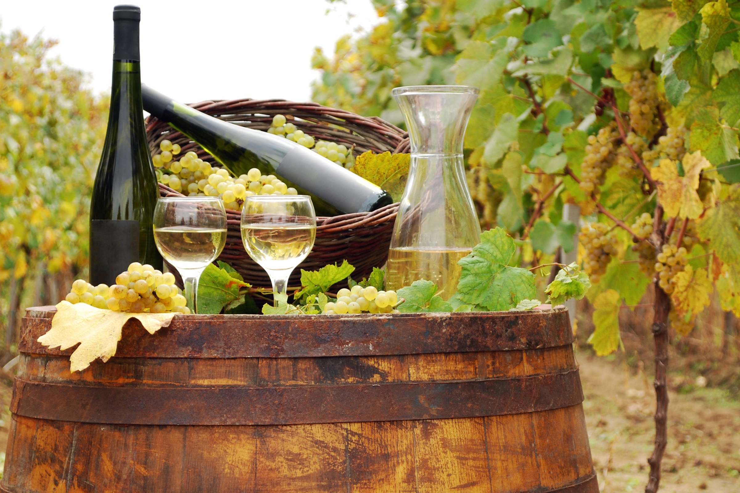 Two glasses of white wine, a bottle, and a basket of grapes sit atop a rustic wooden barrel in a lush vineyard.
