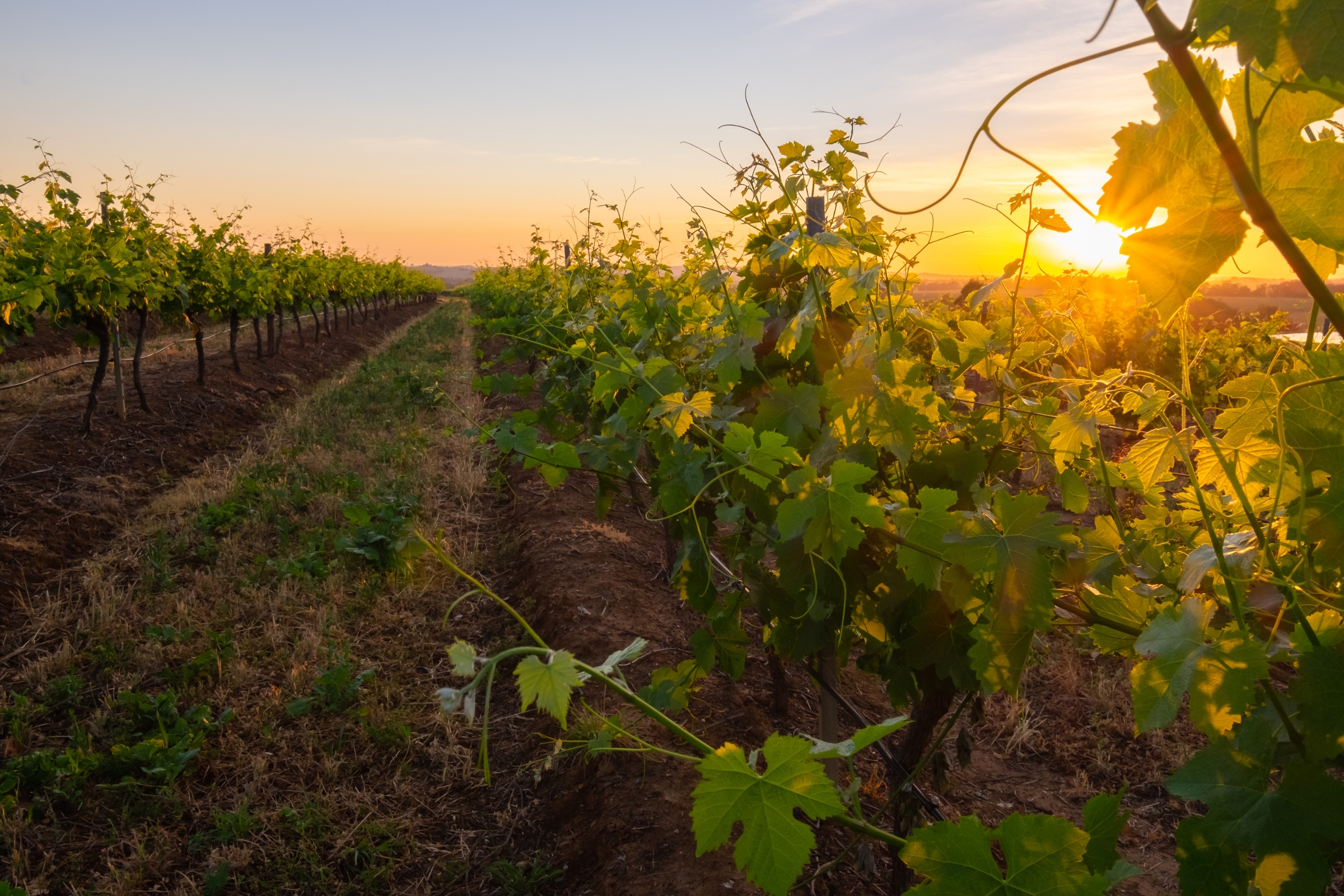 A lush vineyard at sunset, with rows of grapevines stretching into the distance.