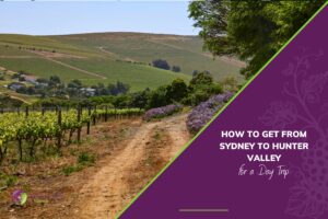 A dirt path running alongside rows of grapevines in a vineyard with rolling green hills in the background.